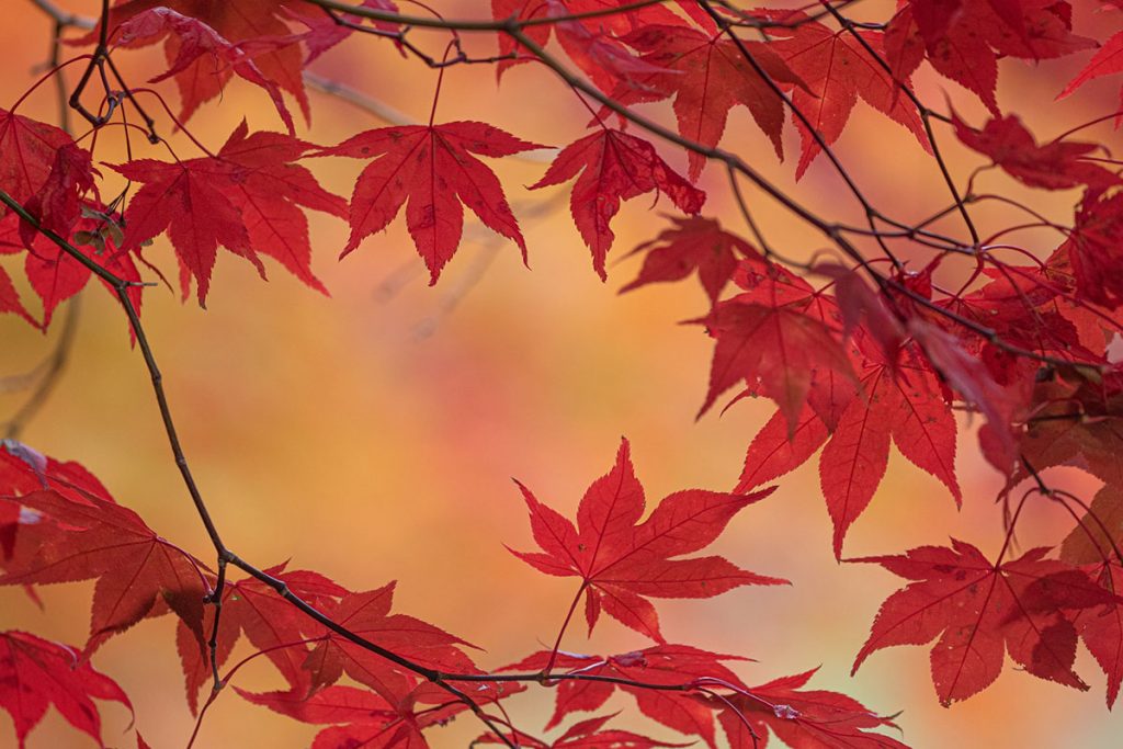 How to be intentionally thankful